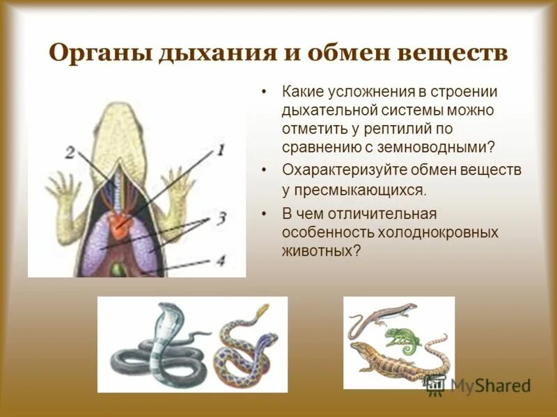 усложнение строения дыхательной системы. строение дыхательной системы беспозвоночных животных. усложнение строения дыхательной системы. строение легких земноводного. эволюция дыхательной системы хордовых.