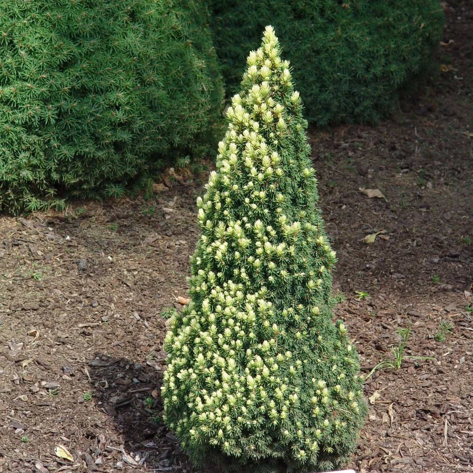 Ель сизая/канадская conica. Ель канадская Коника Picea glauca conica. Ель (Picea glauca) канадская Коника. Ель канадская Рэйнбоуз энд.