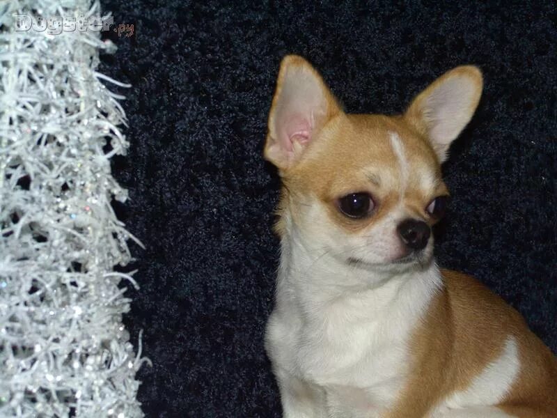 чихуахуа мини гладкошерстные 10 месяцев. чихуа 6 месяцев. мини чихуахуа 3 месяца. чихуа длинношерстные в шесть месяцев. чихуахуа 3 месяца.