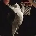 Котик баскетболист. Cat basketball. Кот играет в баскетбол. Кошки с баскетбольным мячом. Кот баскетболист.