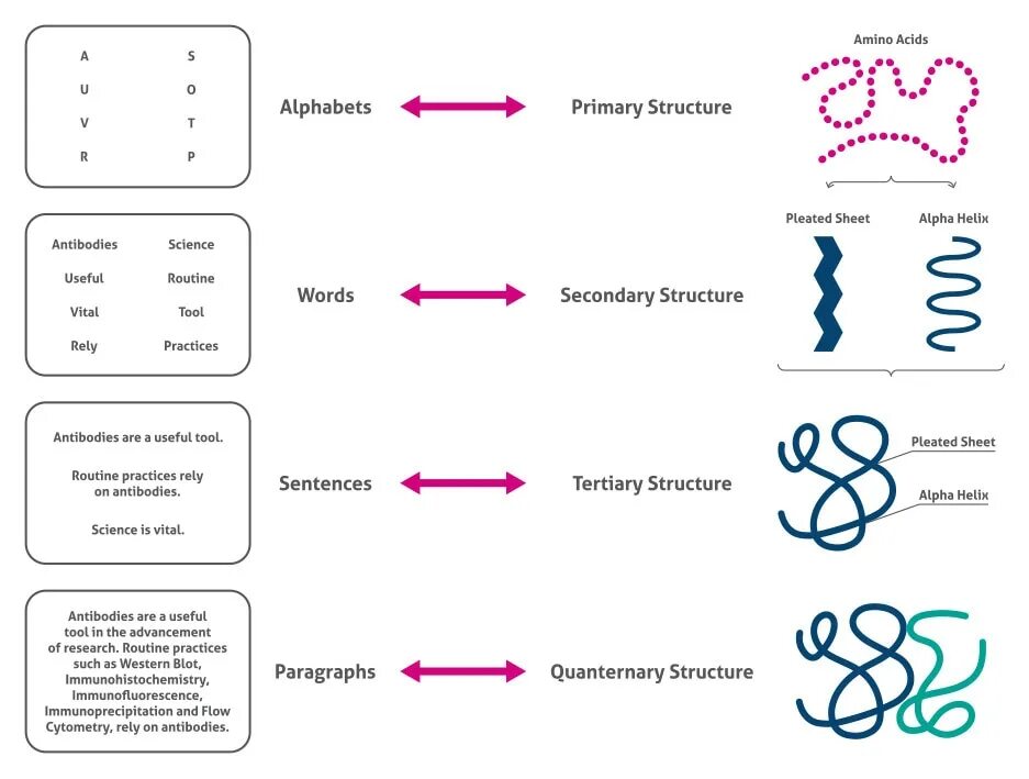 Primary secondary tertiary. Tertiary structure of protein. primary structure of protein. secondary structure of protein. protein structure primary secondary.