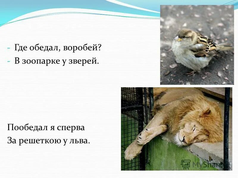 Воробей в зоопарке у зверей. Воробей в зоопарке у зверей. Маршак стихи для детей где обедал воробей. Стих про воробья в зоопарке. Стих про воробья маршак.