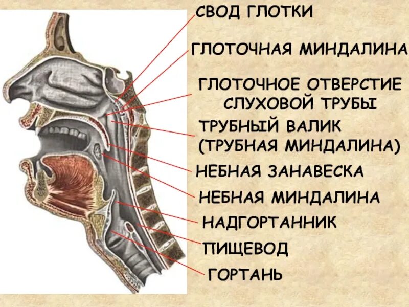 Валики глотки