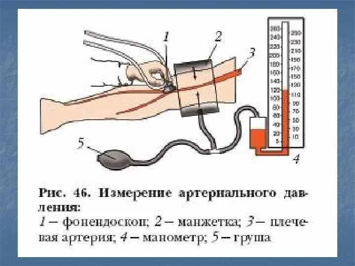 Давление биология 8 класс. Измерение артериального давления. Измерение кровяного давления. Артериальное давление 8 класс. Кровяное давление биология.