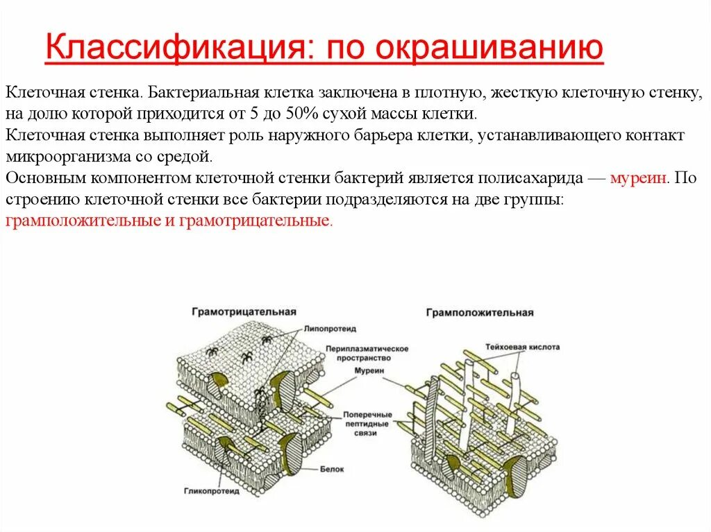 Клеточная стенка окраска. Клеточная стенка бактерий. Клеточная стенка бактерий состоит из. Функции клеточной стенки бактерий. Основное вещество клеточной стенки бактерий.