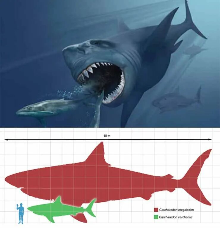 Какой длины акула. Отодус МЕГАЛОДОН. МЕГАЛОДОН И белая акула. Кархародон МЕГАЛОДОН. МЕГАЛОДОН вымирание.