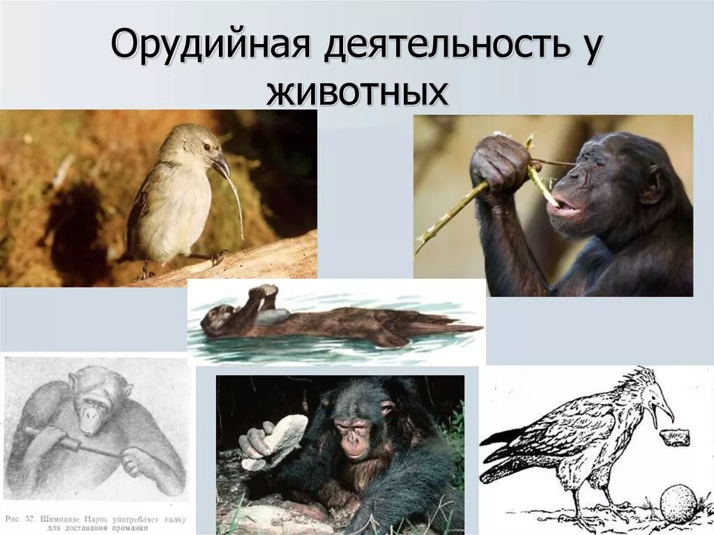Труд человека и деятельность животных. Деятельность животных. животные и орудия труда. орудийная деятельность. орудия труда животных.