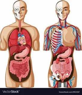 Human anatomy model with different systems Vector Image , #Ad, #model, #anatomy,