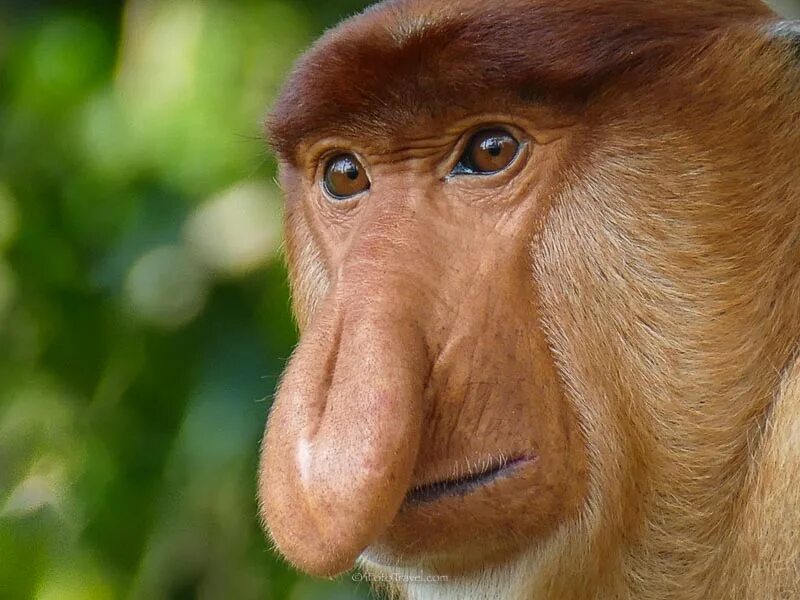 Большой нос картинка. Обезьяна носач. Носач Борнео. Бабуин носач. Носач обезьяна Малазийская.