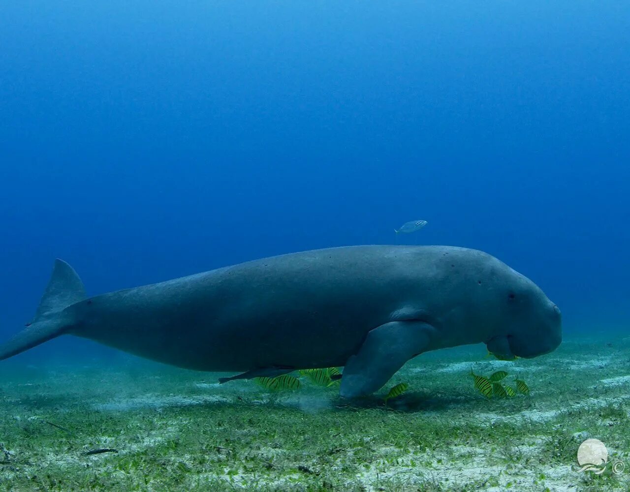 Дюгонь морская корова. Ламантин и Дюгонь. Дюгонь Dugong dugon. Обыкновенный Ламантин. Морская корова 8 букв