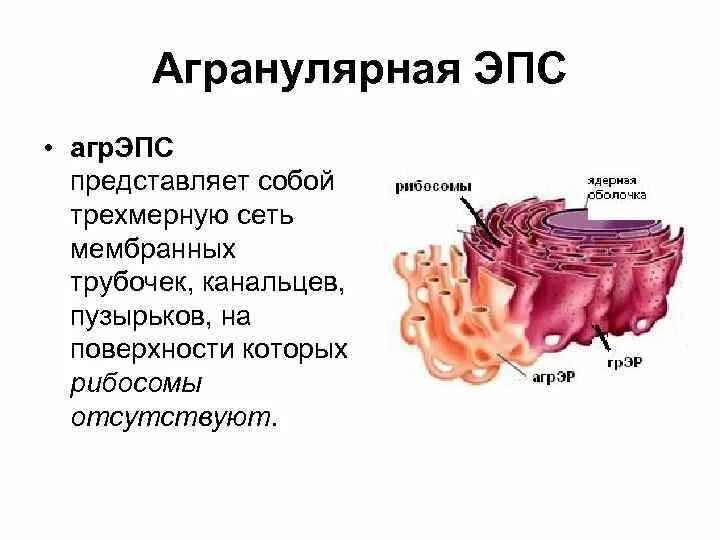 Агранулярная ЭПС функции. Шероховатая ЭПС строение. ЭПС гистология строение. Функции агранулярной эндоплазматической сети. Эпс строение и функции