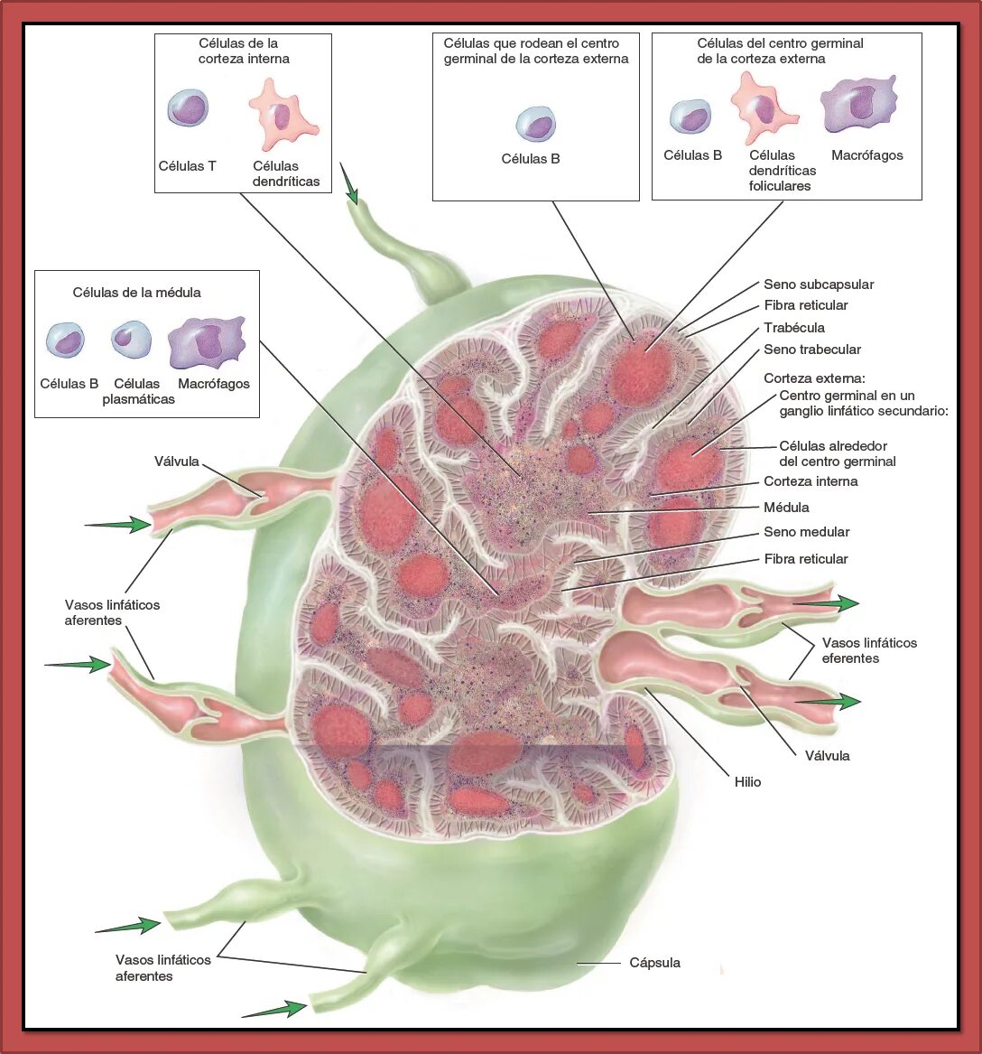 Корень лимфатического узла. Схема строения лимфатического узла анатомия. Схема строения лимфатического узла иммунология. Лимфатический узел гистология схема. Структуры лимфатического узла гистология.