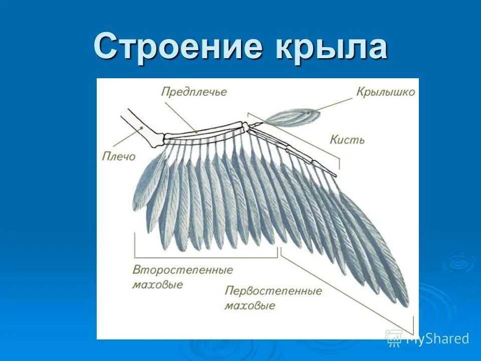 Крыло какое прилагательное