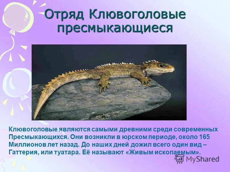 сухопутные пресмыкающиеся. класс пресмыкающихся или рептилий. класс животных пресмыкающиеся. классификация рептилий схема. классификация пресмыкающихся отряд чешуйчатые ( ящерицы?.