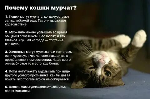 Когда котята начинают мурчать. Когда котята начинают мурчать