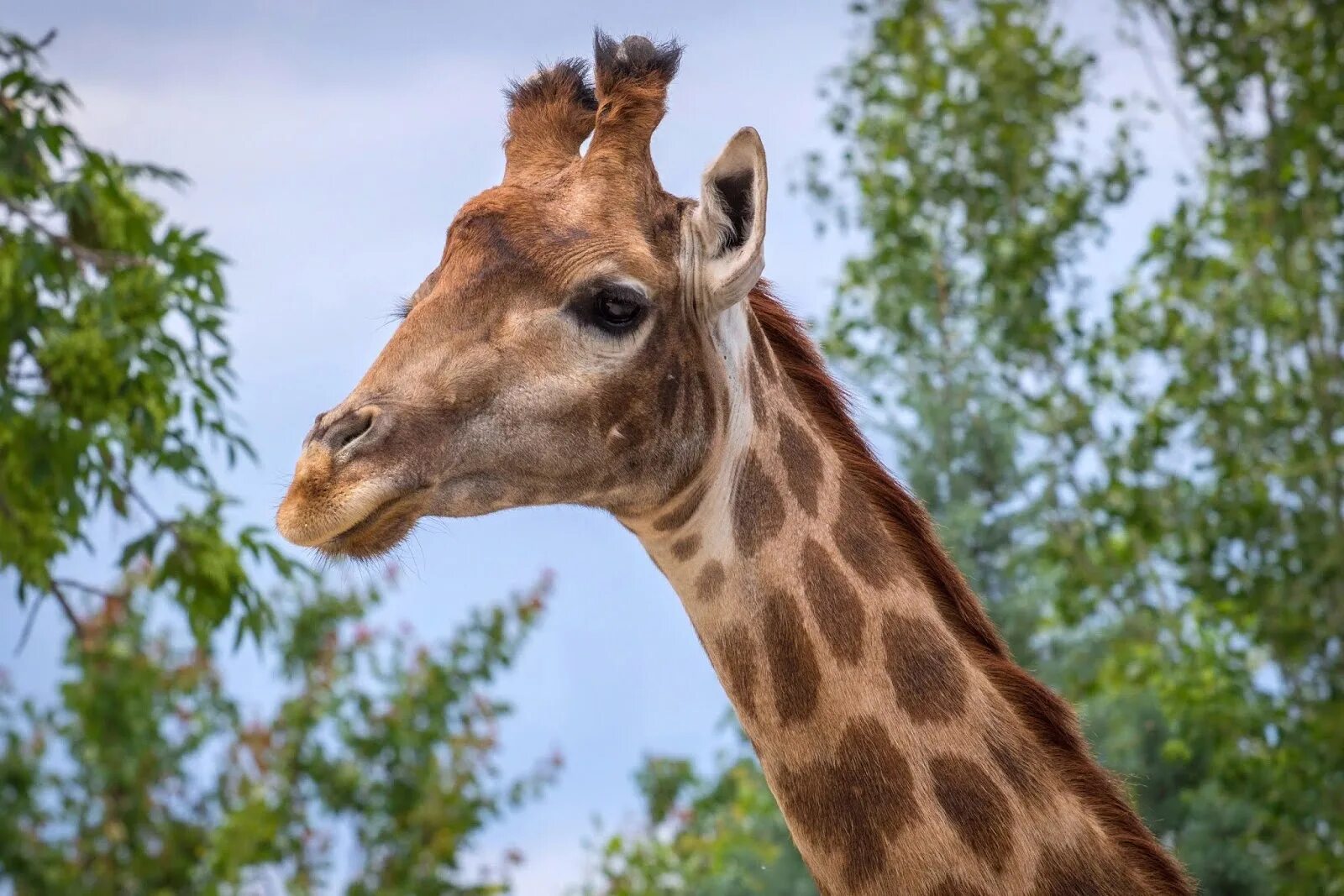 Травоядные. Жираф 4 буквы. Nubian giraffe. Жираф 4 буквы. Жираф 4 буквы.