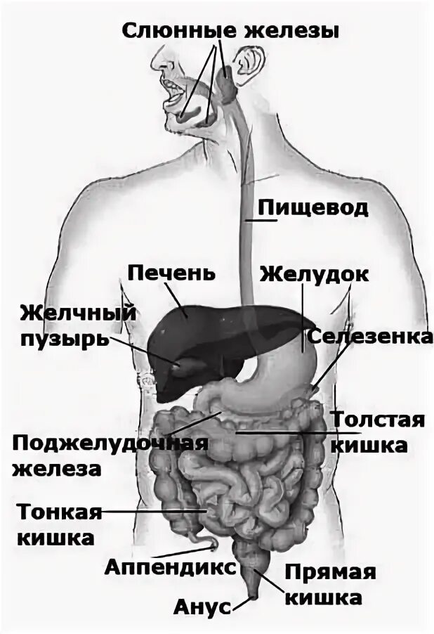 В пищеводе железы расположены в. ЖКТ картинка. Строение пищеварительной трубки. Строение желудочно-кишечного тракта. Желудок желчный пузырь кишечник.