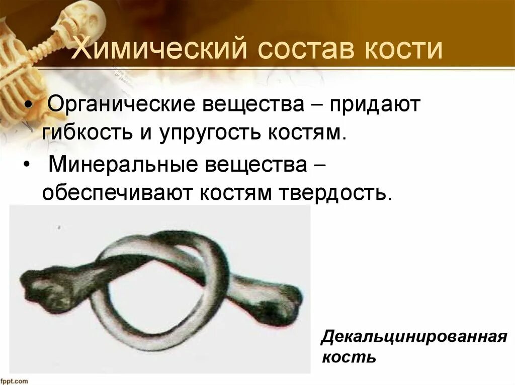 Вещества придающие твердость кости. Химический состав кости. Декальцинированная кость. Нормальная декальцинированная прокаленная кость. Органические вещества кости.