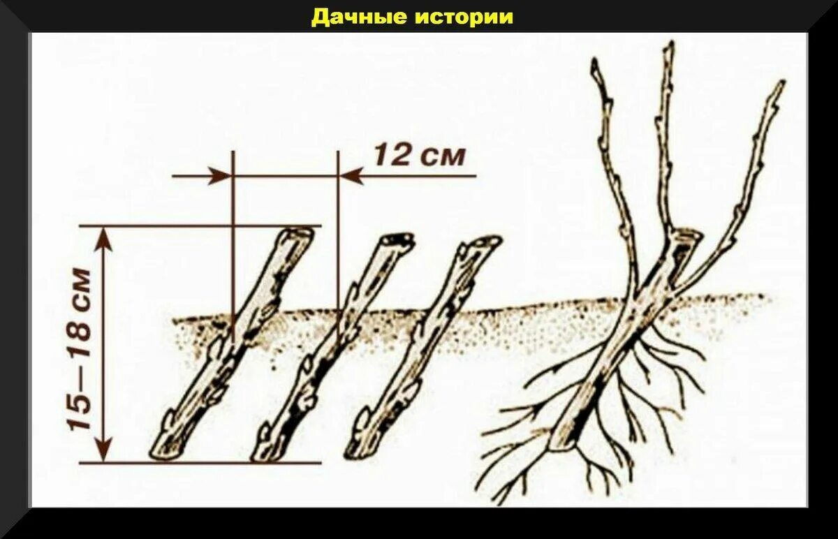 Как укоренить черенки смородины весной