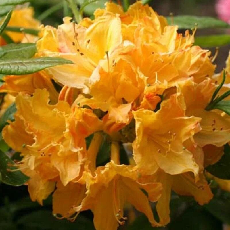 Рододендрон кашкара цветение. Рододендрон листопадный голден лайтс. Рододендрон листопадный голден лайтс. Рододендроны голден. Golden lights рододендрон.