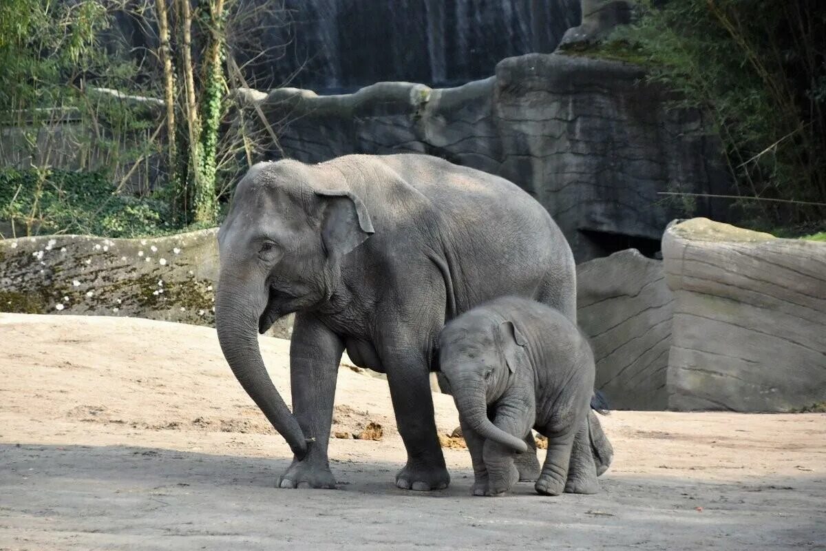 Лондонский зоопарк (London Zoo). Лондонский зоопарк слоны. Венсенский зоопарк слон. Животные зоопарка слон.