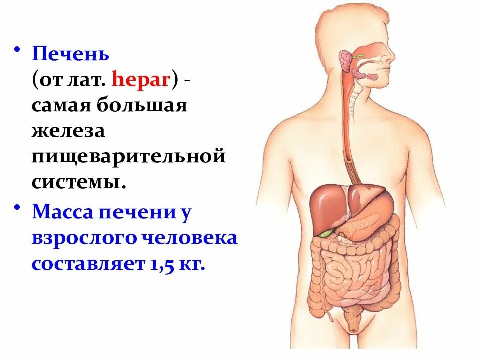 Печень в организме человека схема. Строение и расположение печени. Печень человека расположение и строение функции. Пищеварительная система анатомия печень. Больших пищеварительных желез