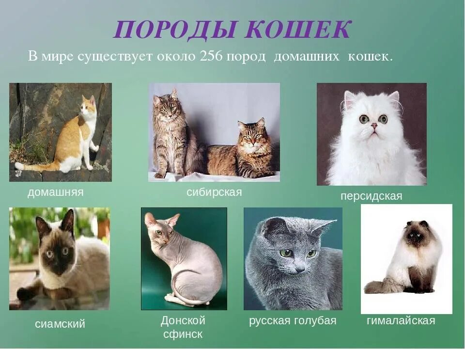 Породы домашних животных 2 класс. Породы домашних кошек. Примеры пород домашних животных. Породы домашних кошек презентация.