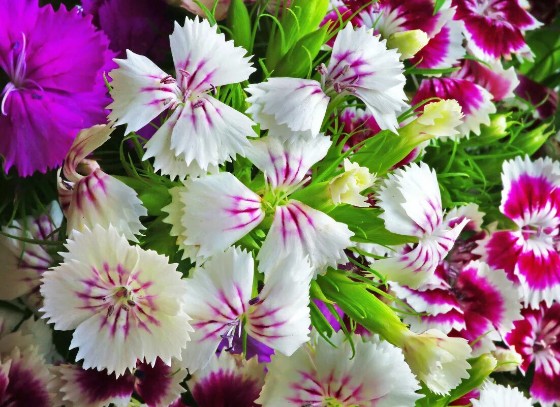 все цветы земли. цветочная долина, перуджа, италия. красивые ромашки. прекрасная природа. все цветы земли.