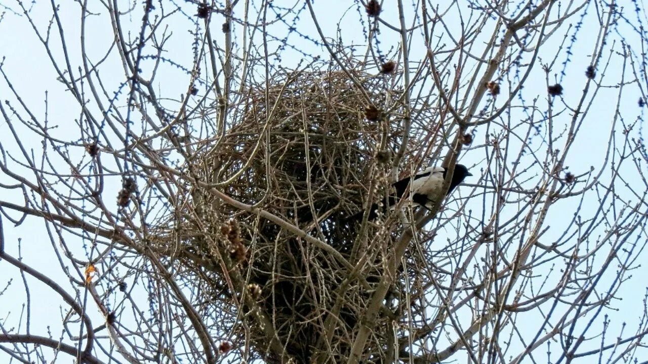 Гнездо вороны сороки. Сорока птица гнездо. Сорочье гнездо. Сорока гнездование. Сорочиное гнездо.