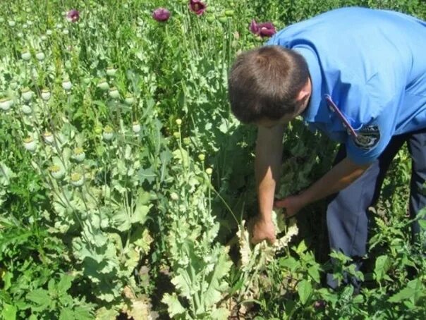 Почему мак запрещен. Мак в огороде. Опиумный Мак на огороде. Всходы опийного мака. Мак который нел ЗЯ выращивать.