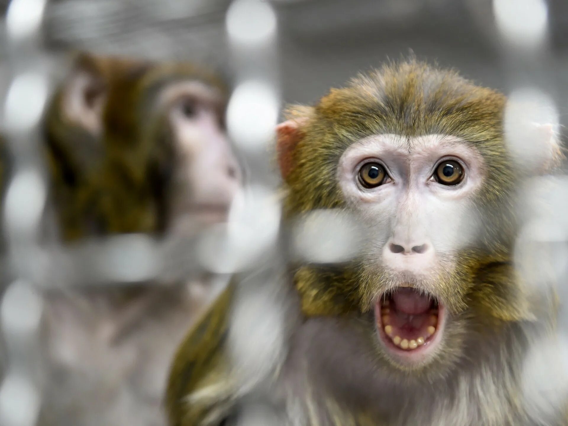 After monkeys