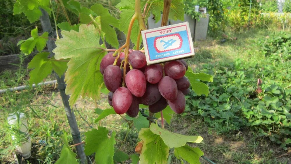 Виноград гусар описание сорта. Виноград гусар описание сорта. Сорт винограда румын гусева с э. Сорт винограда гусар. Виноград придорожный зарево.