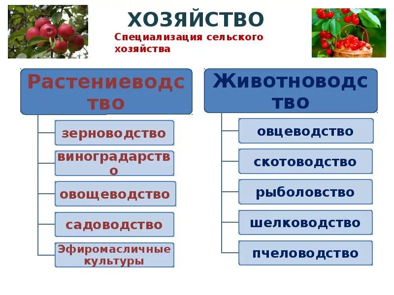 Отрасли растениеводства в Крыму. Растениеводство и животноводство. Таблица сельское хозяйстворастеневодство. Специализация сельского хозяйства. Растениеводство 10 класс география