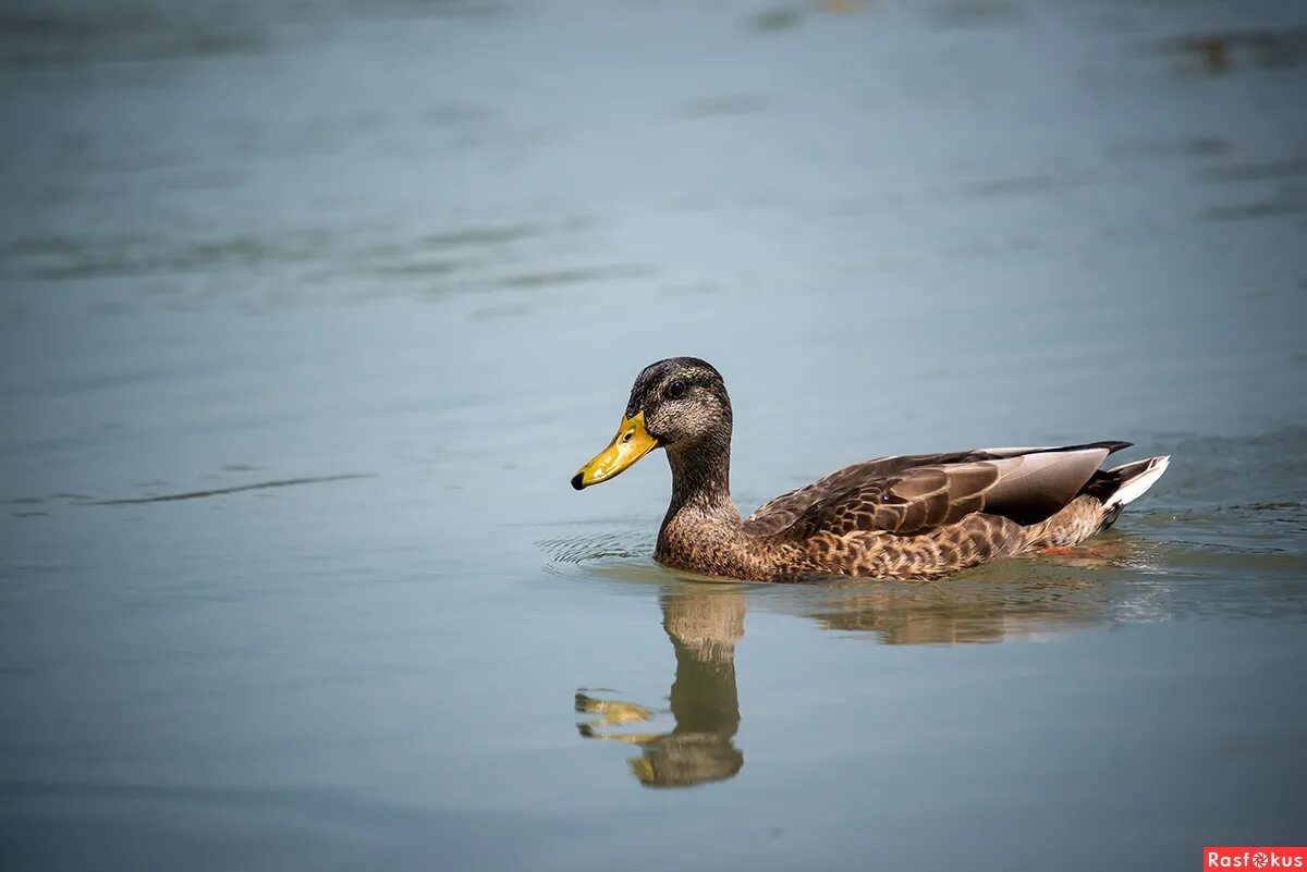 Утка краснодарская. Утка краснодарская. Пруд с утками в краснодар. Краснодарская утка. Утка краснодарская.