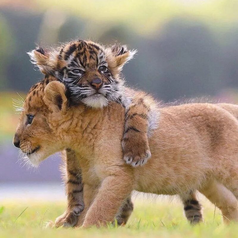 Ласковые звери фото. Тигрята и львята тигры львы. Милые тигрята. Маленький Тигренок. Львята и тигрята.
