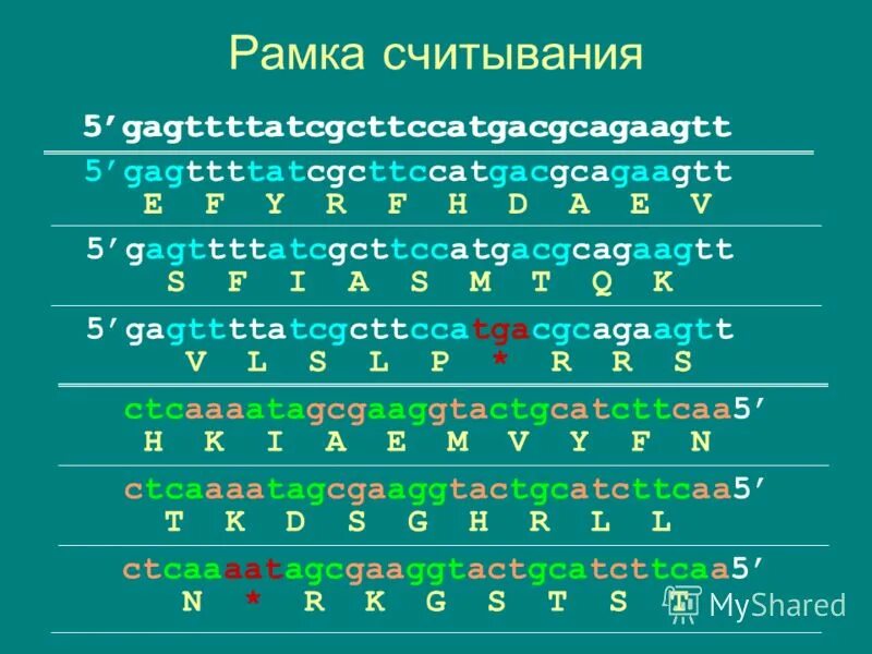 биосинтез белка рамка считывания
