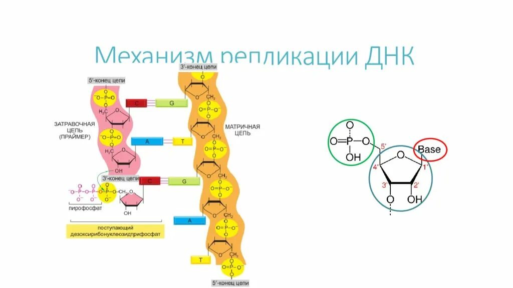 Механизм репликации ДНК схема. Механизм репликации биохимия. Репликация условия необходимые для репликации. Полуконсервативная репликация ДНК. Механизм репликации. 3 этапа репликации