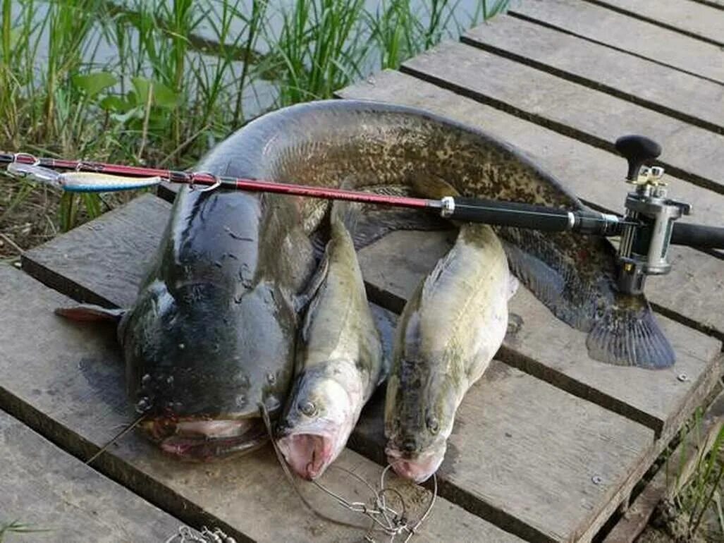 Клев сома. Нижнекамское водохранилище рыбалка. Поймал рыбу. Какую рыбу можно поймать. Сом на спиннинг.