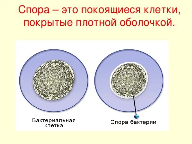 Чем отличается спора гриба от споры бактерии. Строение споры бактерий. Спора бактерий строение. Покоящиеся клетки. Споры цисты бактерий.