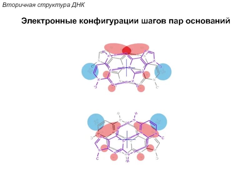 Комплементарные пары оснований днк. Вторичная структура днк. пары оснований днк. вторичная структура днк и рнк. биополимер днк.