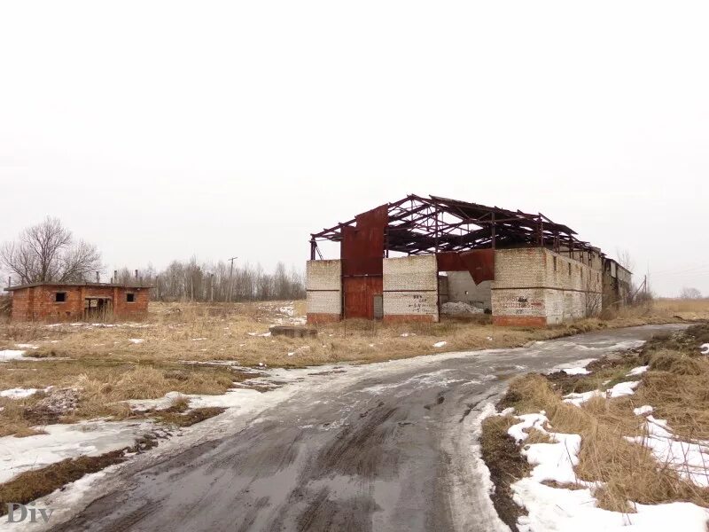 Погода в молодцово. Посёлок Молодцово Ленинградская область. Поселок Молодцово Кировский район. Молодцово Кировский район Ленинградской области. Заброшенный животноводческий комплекс.