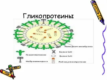 Гликопротеины биохимия