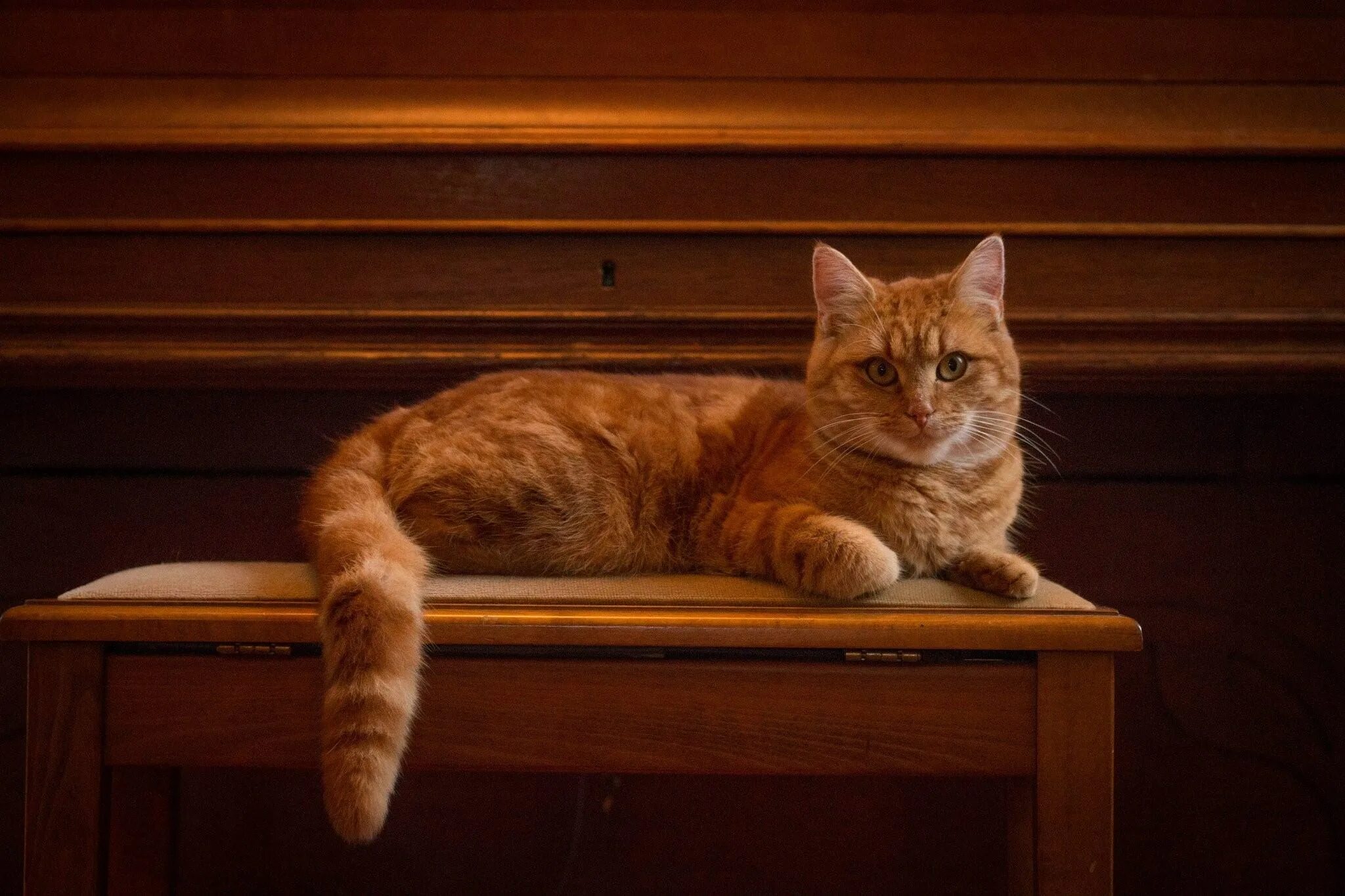 Кошка сидит лежит