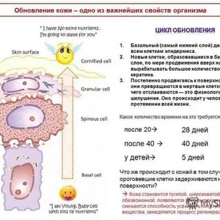 В течение жизни человека происходит