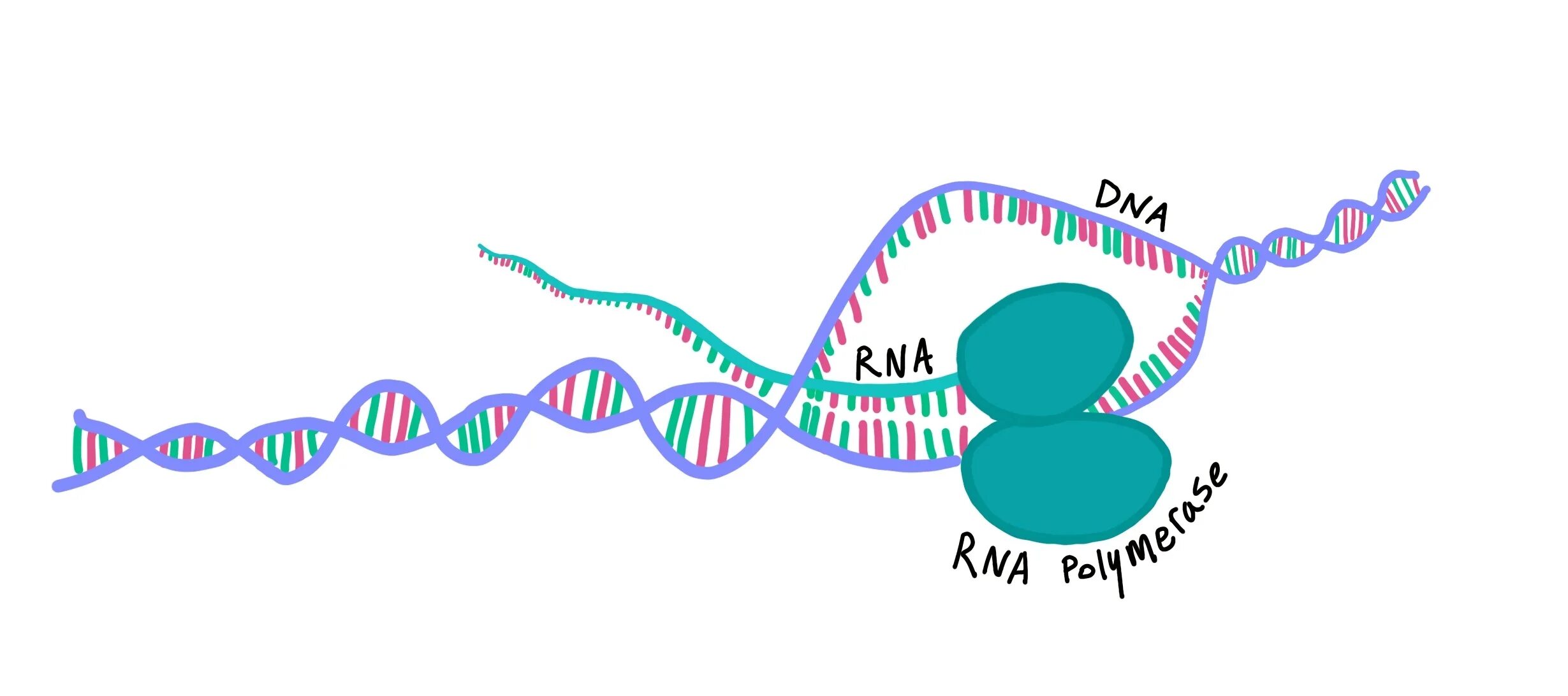 Митохондрия рнк. Синтез РНК транскрипция. Транскрипция РНК полимераза. РНК полимераза репликация. Полимераза RNA.