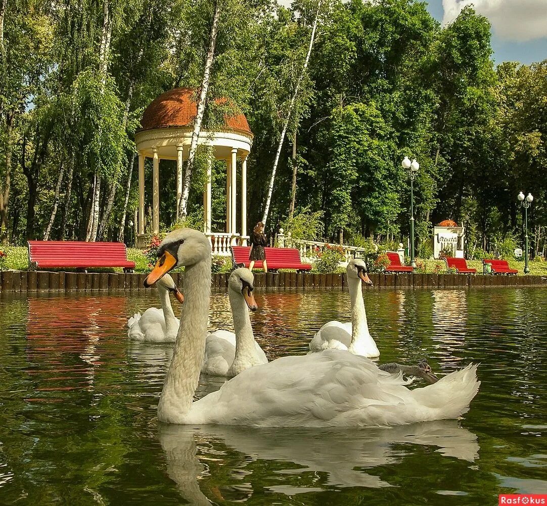 Сад лебяжий