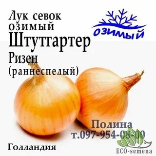 Лук золотые купола описание сорта отзывы