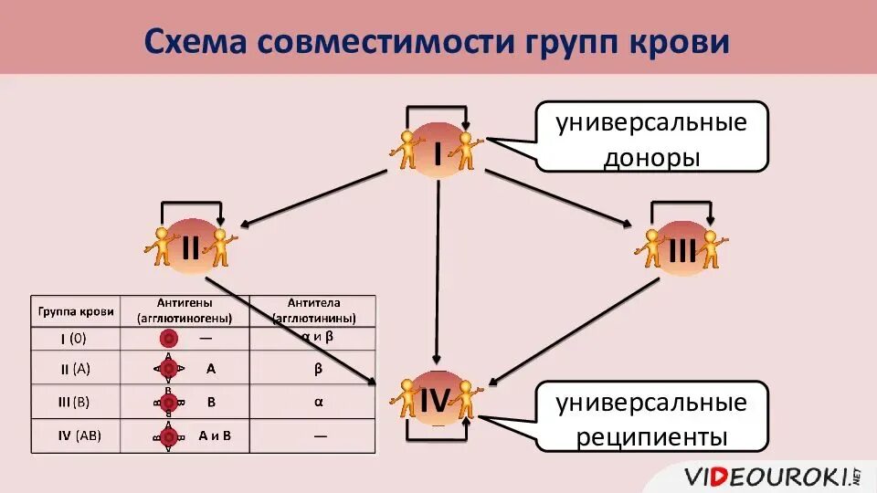 Схема переливания крови биология 8 класс с таблицей. Схема совместимости групп крови при переливании. Тканевая совместимость и переливание крови 8 класс схема. Переливание крови по резус фактору схема. Свертывание крови группы крови