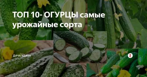 Лучший сорт огурцов для средней полосы