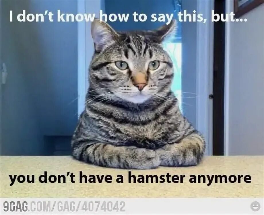 Pin by Oksana on m e m Funny cat memes, Funny animals, Cat memes